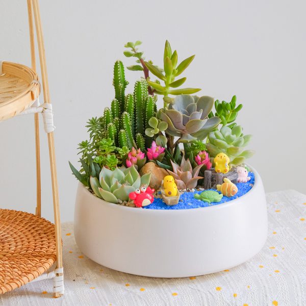 Sen đá Giá Rẻ Chậu Mix đại Dương để Bàn