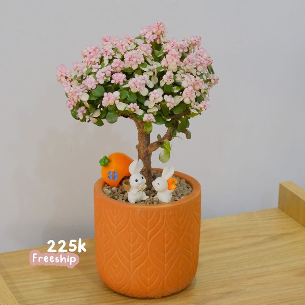 Sen Đá Đô La Hồng Dáng Thụ – Chậu Nơ Kèm Phụ Kiện