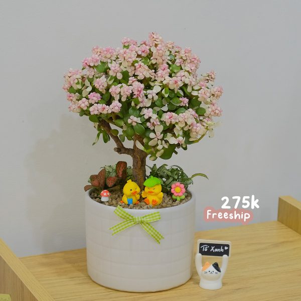 Sen Đá Đô La Hồng Dáng Thụ – Chậu Nơ Kèm Phụ Kiện
