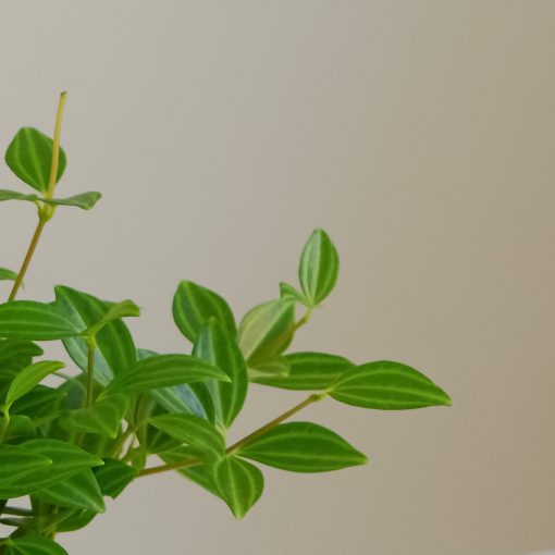 Chậu Cây Bình An để Bàn Phong Thủy