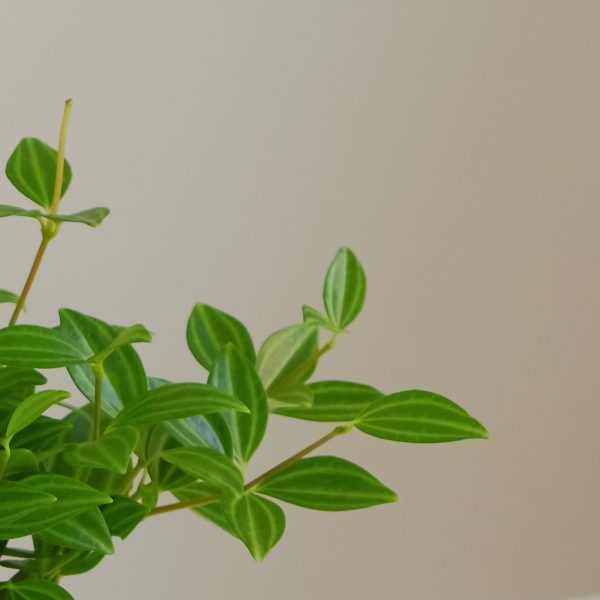 Chậu Cây Bình An để Bàn Phong Thủy