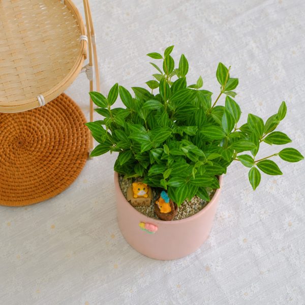 Chậu Cây Bình An để Bàn Phong Thủy