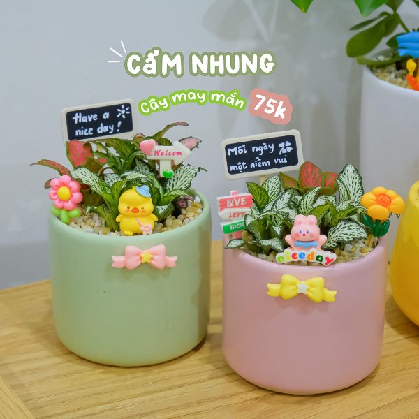Chậu Cây May Mắn Cẩm Nhung Mini – Fittonia Để Bàn 3