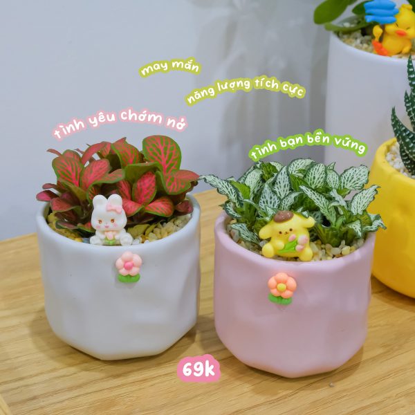 Chậu Cây May Mắn Cẩm Nhung Mini – Fittonia Để Bàn