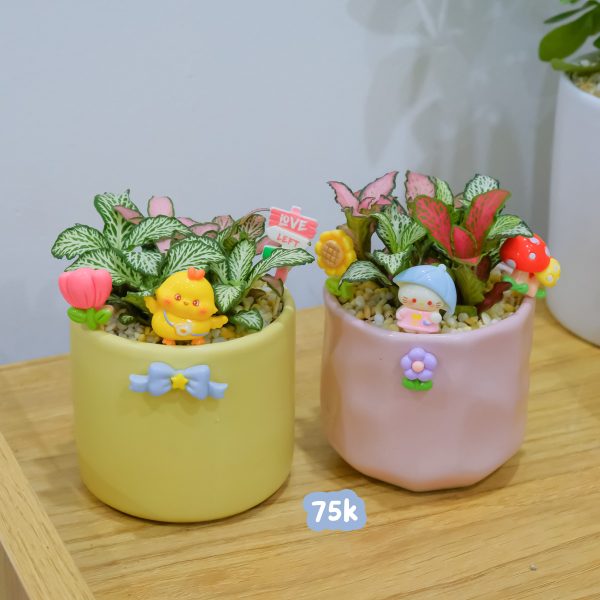 Chậu Cây May Mắn Cẩm Nhung Mini – Fittonia Để Bàn