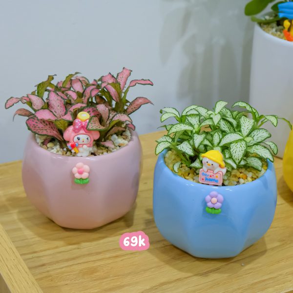 Chậu Cây May Mắn Cẩm Nhung Mini – Fittonia Để Bàn