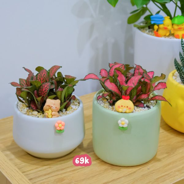 Chậu Cây May Mắn Cẩm Nhung Mini – Fittonia Để Bàn