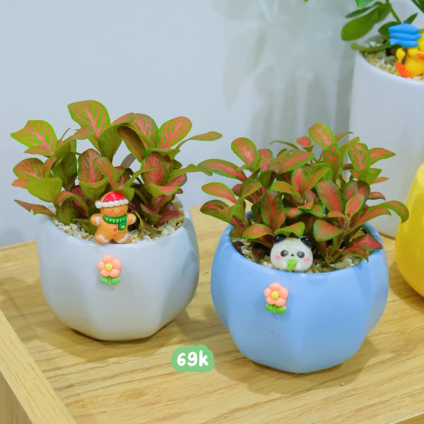 Chậu Cây May Mắn Cẩm Nhung Mini – Fittonia Để Bàn