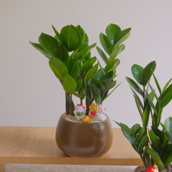 Chậu Cây Kim Tiền Hạt Dẻ Mèo Thần Tài Phong Thủy Để Bàn Chậu Hạt Dẻ