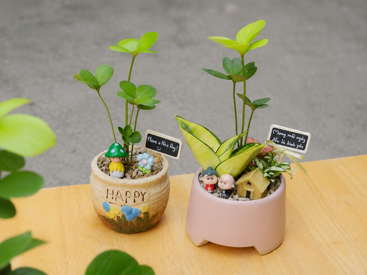 Cây Thiên Tuế Mexico (Zamia furfuracea) để bàn mini còn được gọi là Cỏ May Mắn