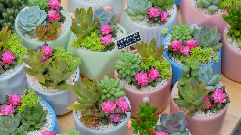 Không Cần Chờ Một Dịp đặc Biệt để Chọn Cho Mình Một Chậu Cây Xanh