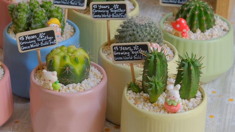 Không Chỉ Là Một Chậu Cây đẹp: Những điều Khách Hàng Nhận được Tại Tổ Xanh