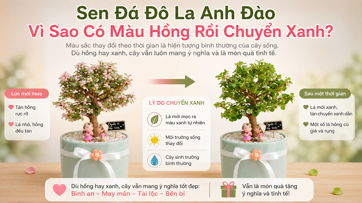 Sen Đá Đô La Anh Đào Màu Hồng Có Tự Nhiên Không? Vì Sao Cây Dần Chuyển Xanh?