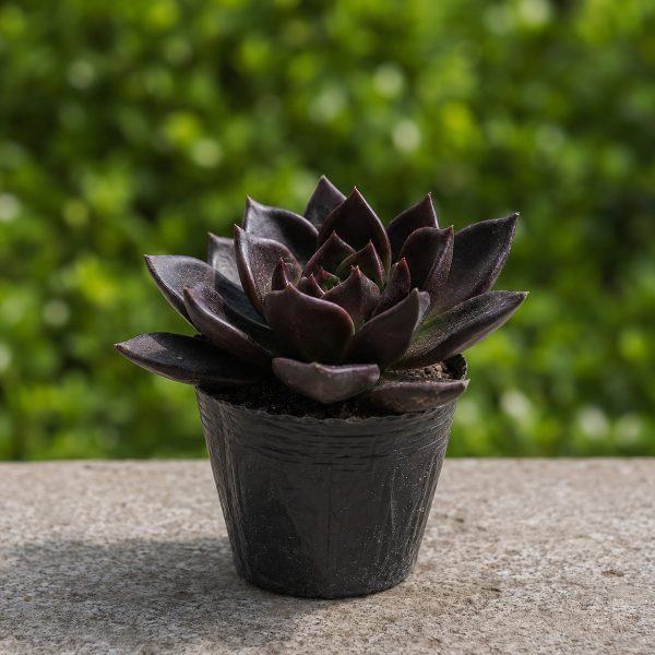 Sen Da Hoa Hong Den 3