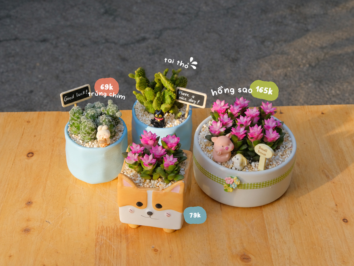 Tổ Xanh có nhiều kiểu chậu dành cho hồng sao, từ những mẫu đơn giản đến chậu hình thú
