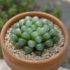 Sen Da Kim Cuong Haworthia 1