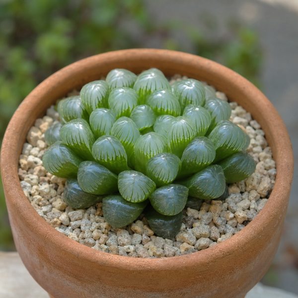 Sen Da Kim Cuong Haworthia 1