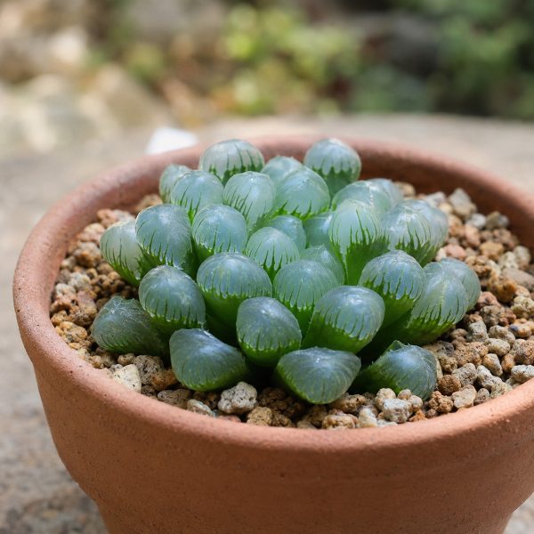 Sen Da Kim Cuong Haworthia 2