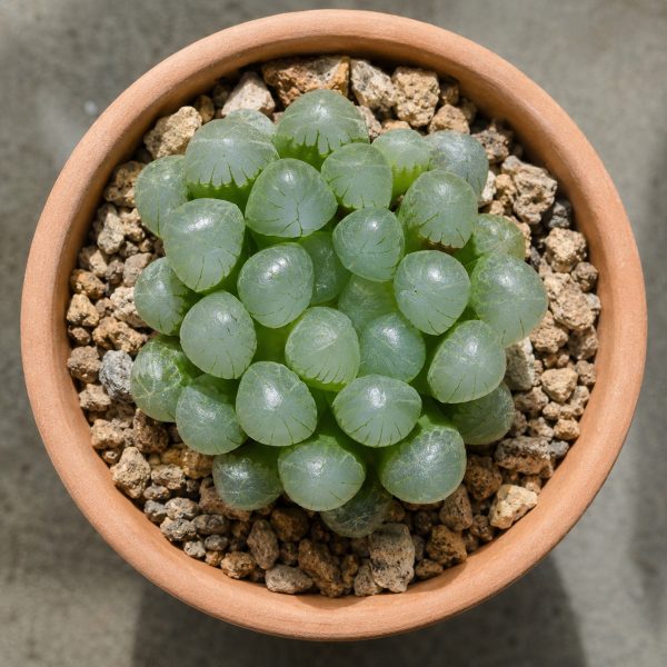 Sen Da Kim Cuong Haworthia 3
