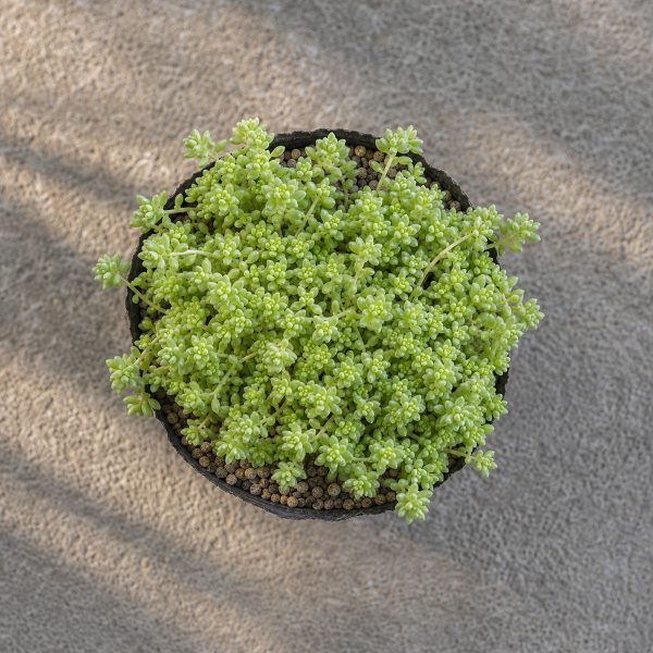 Sen Da Sedum Com 1