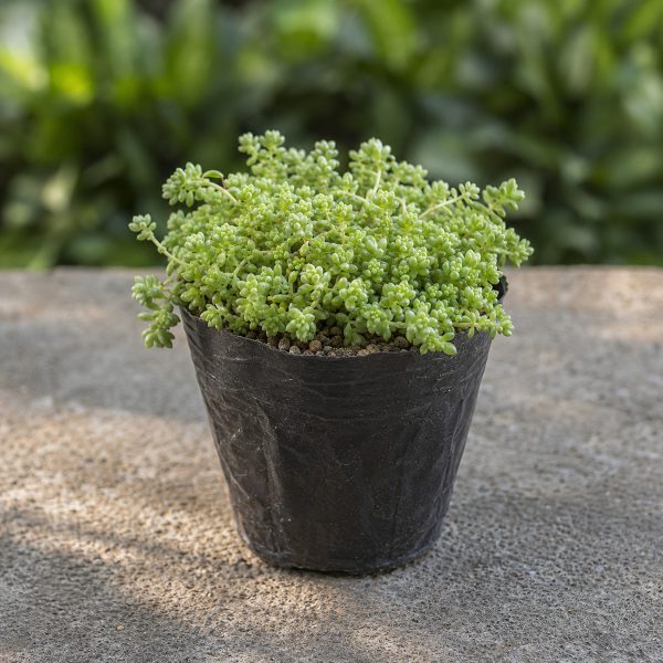 Sen Da Sedum Com 2