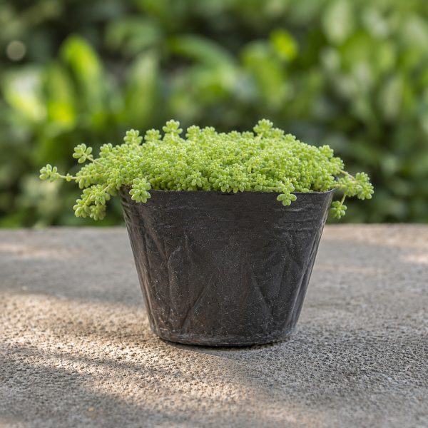 Sen Da Sedum Com 3