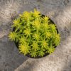 Sen Da Sedum Vang 1