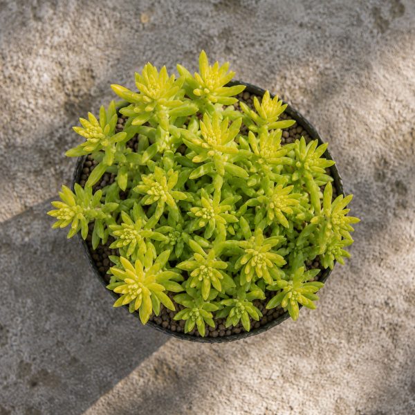 Sen Da Sedum Vang 1