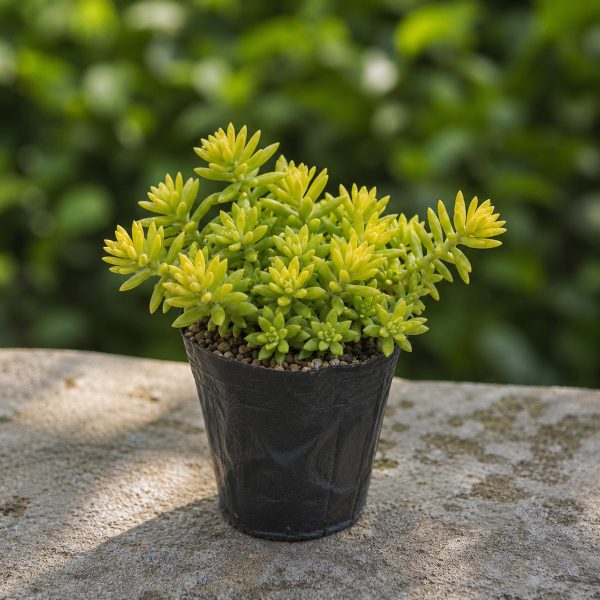 Sen Da Sedum Vang 2