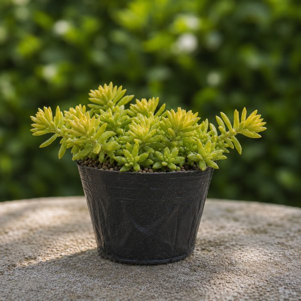 Sen Da Sedum Vang 3
