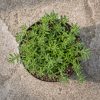 Sen Da Sedum Xanh 1