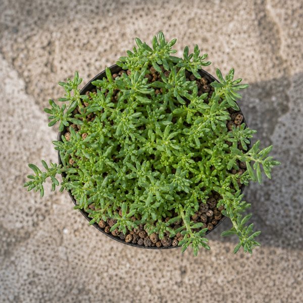 Sen Da Sedum Xanh 1