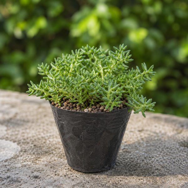 Sen Da Sedum Xanh 2