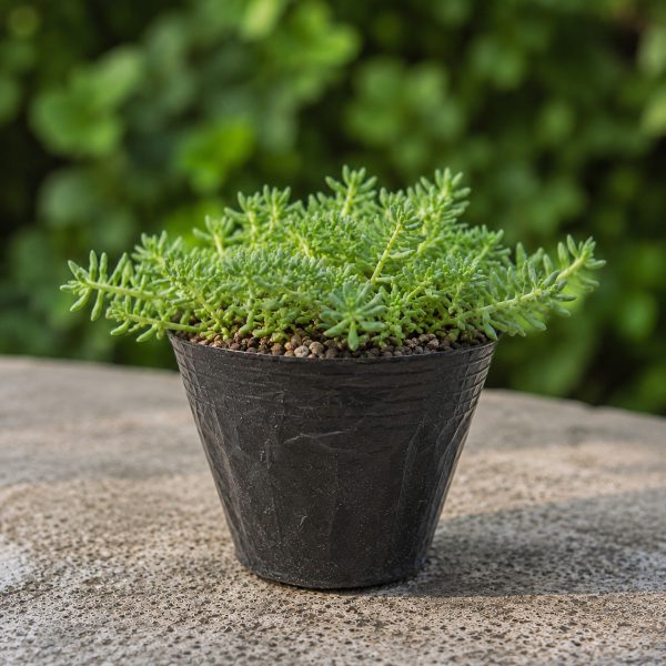 Sen Da Sedum Xanh 3