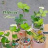 Cây Thiên Tuế Mexico "cỏ May Mắn" Để Bàn Đẹp, Dễ Chăm | Tổ Xanh