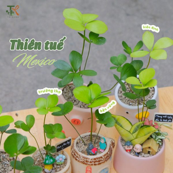 Cây Thiên Tuế Mexico "cỏ May Mắn" Để Bàn Đẹp, Dễ Chăm | Tổ Xanh