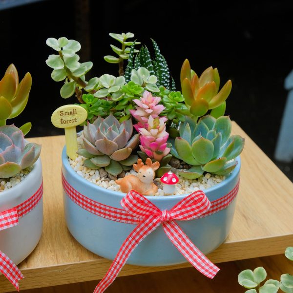Tiểu Cảnh Sen Đá Mix Chậu Tròn Nơ Caro – Kèm Bảng Lời Nhắn