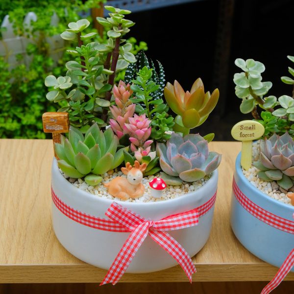 Tiểu Cảnh Sen Đá Mix Chậu Tròn Nơ Caro – Kèm Bảng Lời Nhắn