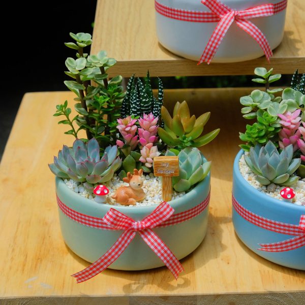 Tiểu Cảnh Sen Đá Mix Chậu Tròn Nơ Caro – Kèm Bảng Lời Nhắn
