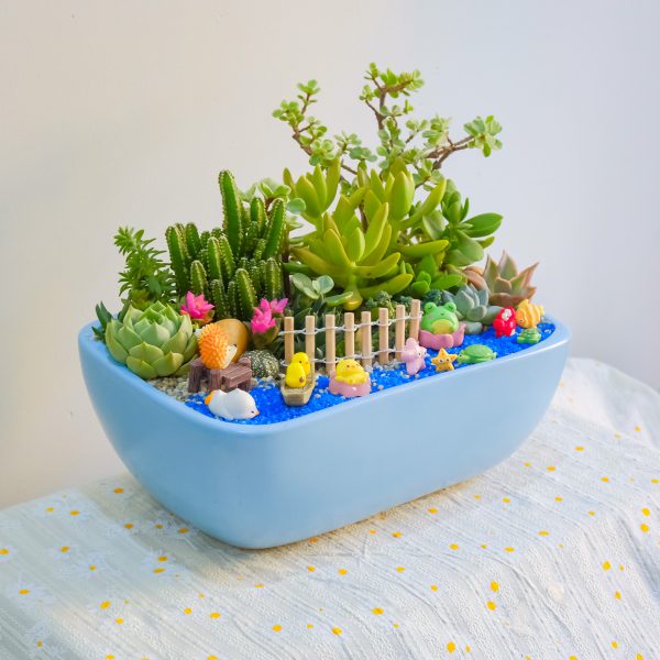 Tiểu Cảnh Sen Đá Xương Rồng Đại Dương – Chậu Thuyền 25 × 17 × 10 Cm