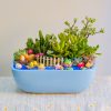 Tiểu Cảnh Sen Đá Xương Rồng Đại Dương – Chậu Thuyền 25 × 17 × 10 Cm