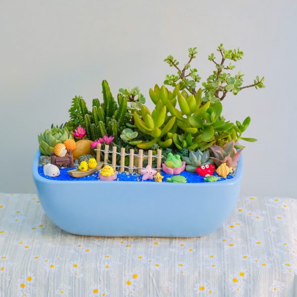 Tiểu Cảnh Sen Đá Xương Rồng Đại Dương – Chậu Thuyền 25 × 17 × 10 Cm