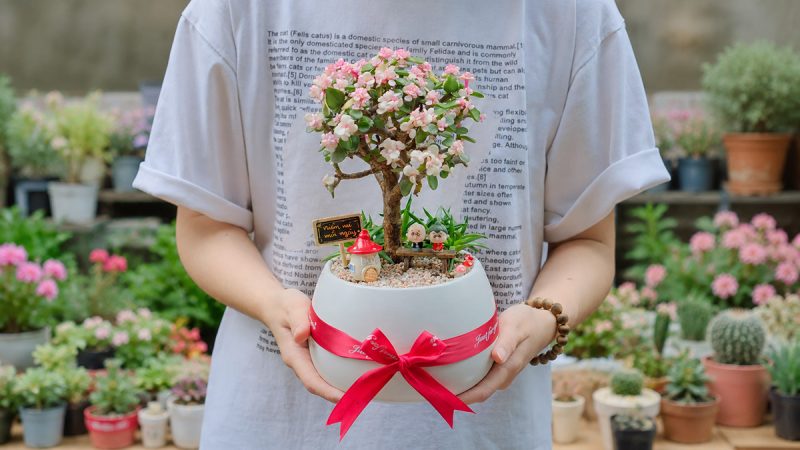 Bật Mí 5 Lý Do Khiến Sen Đá Đô La Hồng Trở Thành Món Quà Ý Nghĩa