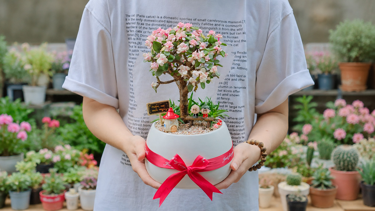 Bật Mí 5 Lý Do Khiến Sen Đá Đô La Hồng Trở Thành Món Quà Ý Nghĩa