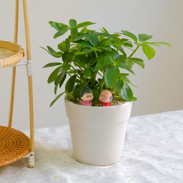 Chậu Cây Ngũ Gia Bì để Bàn Tài Lộc Vững Bền