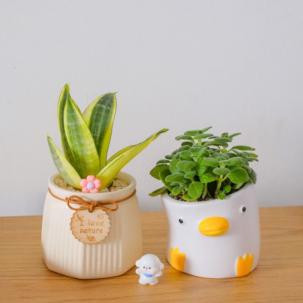 Cây Nhất Mạt Hương Để Bàn Mini, Thơm Dịu Dễ Chăm | Tổ Xanh