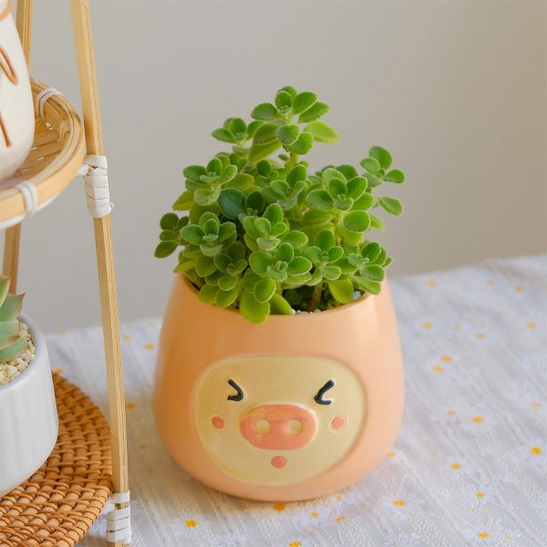 Cây Nhất Mạt Hương Để Bàn Mini, Thơm Dịu Dễ Chăm | Tổ Xanh