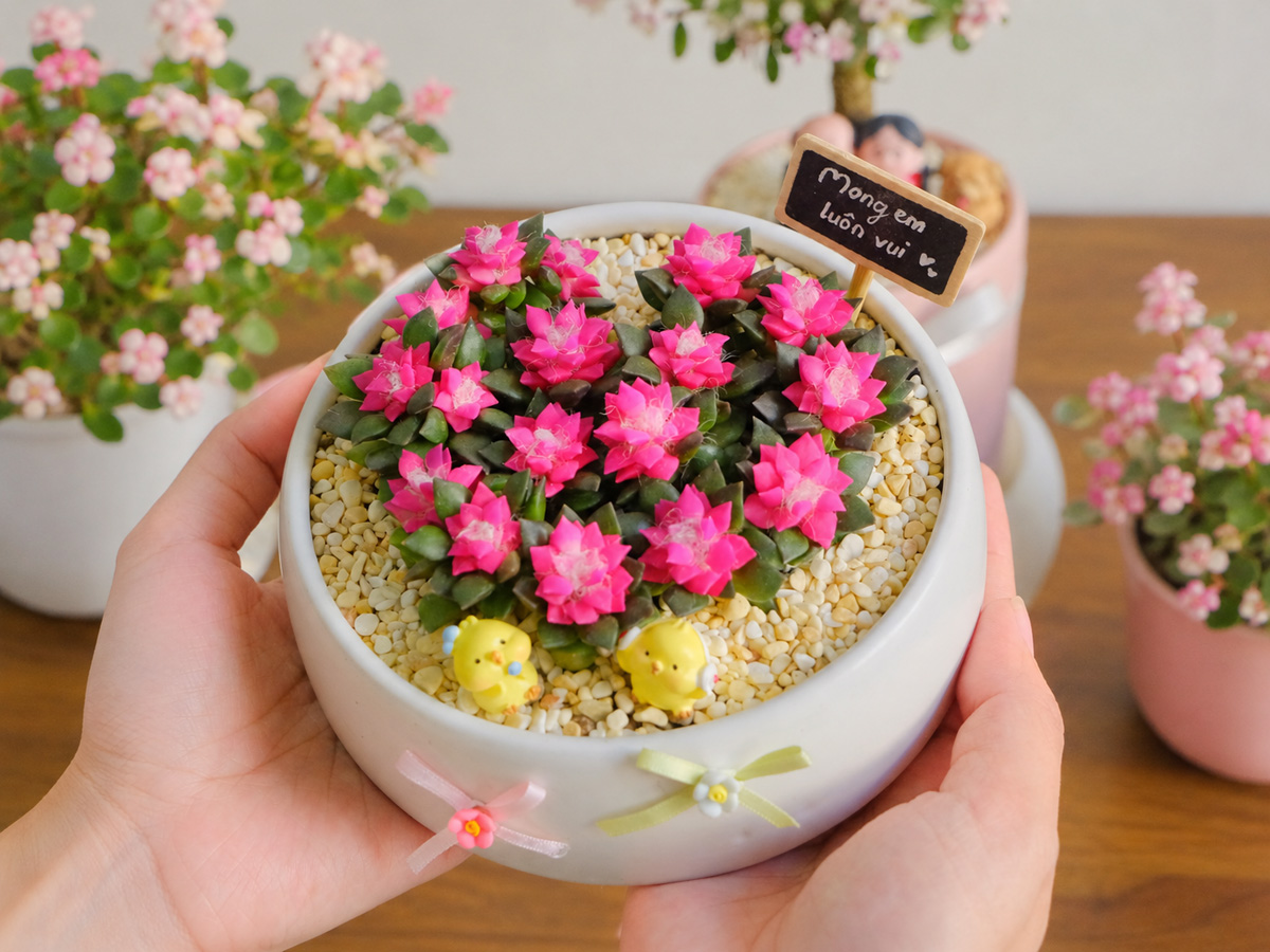 Sen Đá Hồng Sao – lời chúc “cứ tỏa sáng theo cách của bạn”