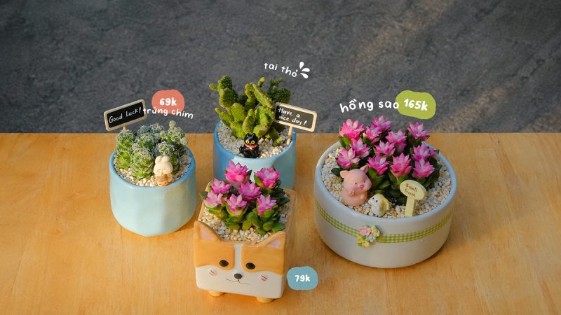 Bật Mí 7 Chậu Cây Tặng Tốt Nghiệp Được Yêu Thích Tại Tổ Xanh