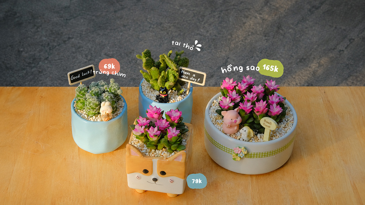 Bật Mí 7 Chậu Cây Tặng Tốt Nghiệp Được Yêu Thích Tại Tổ Xanh